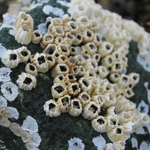 barnacles