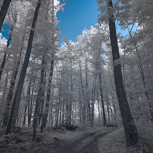 Rime Ice Trees