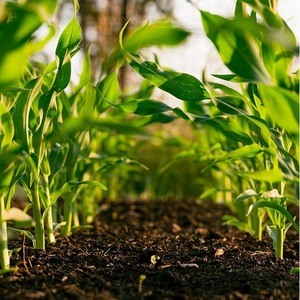 Corn Sweat Dew Point Rise